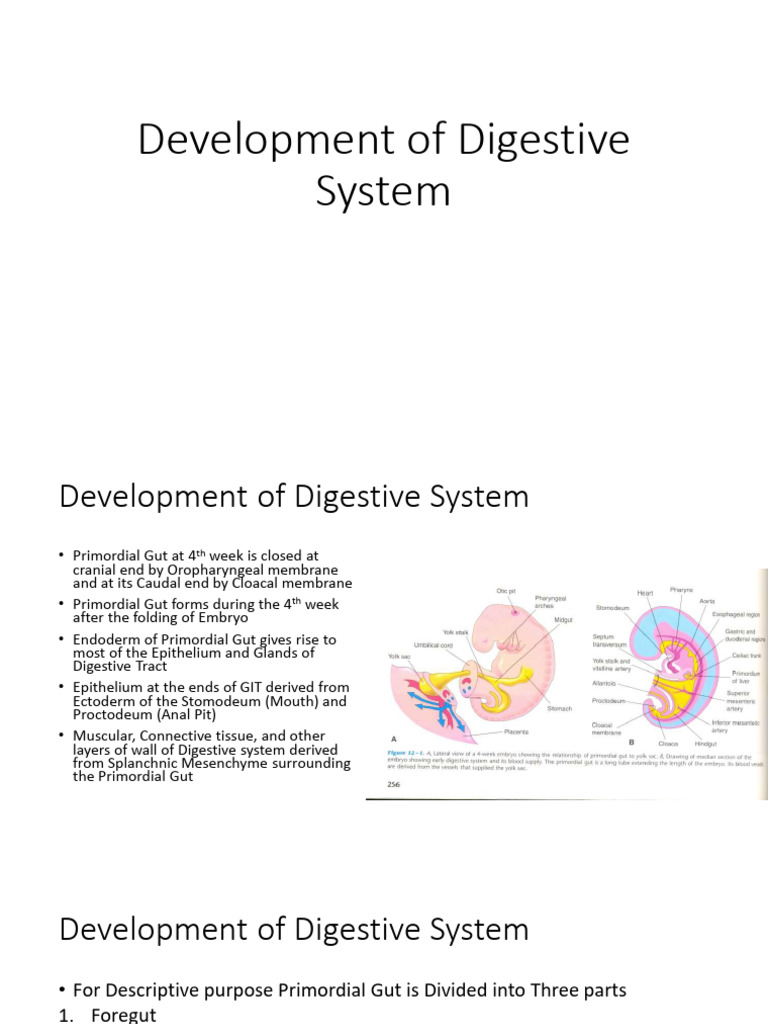 development of Digestive system | PDF | Pancreas | Human Digestive System