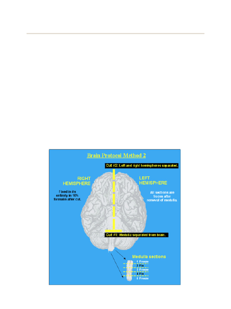 Brain Sectioning Method II | PDF | Brainstem | Neuroanatomy