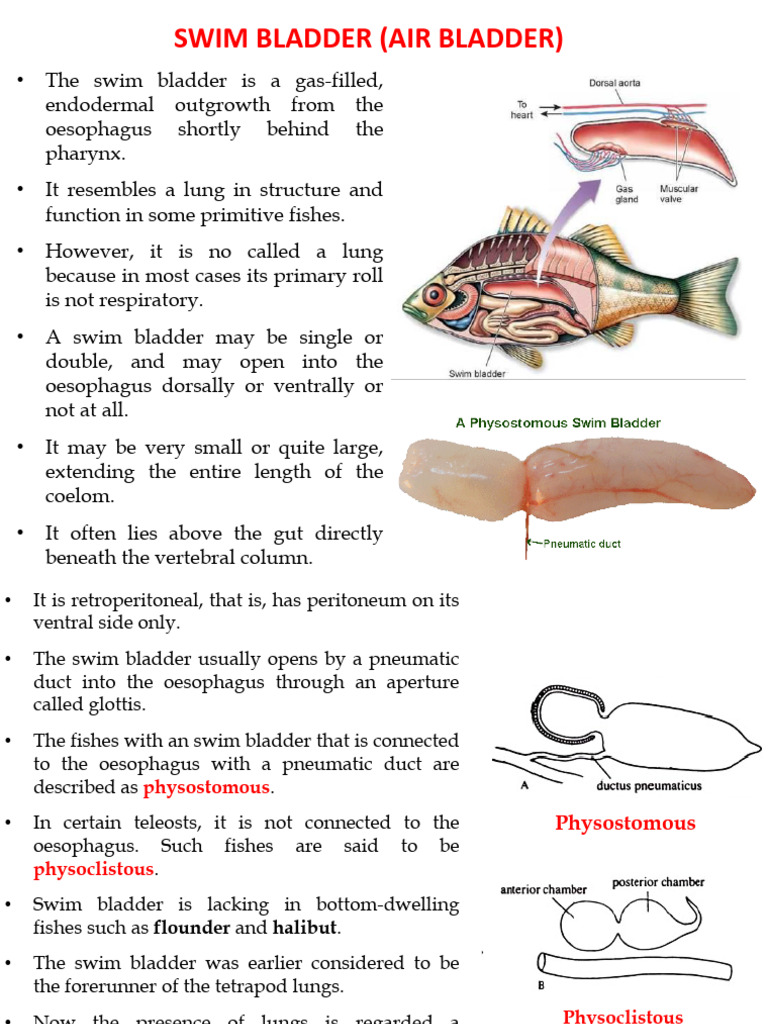 2.3.6 SWIM BLADDER_TYPES, STRUCTURE AND FUNCTION | PDF | Lung | Vein