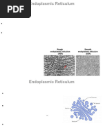 SER vs RER: Functions and Differences | PDF | Endoplasmic Reticulum ...