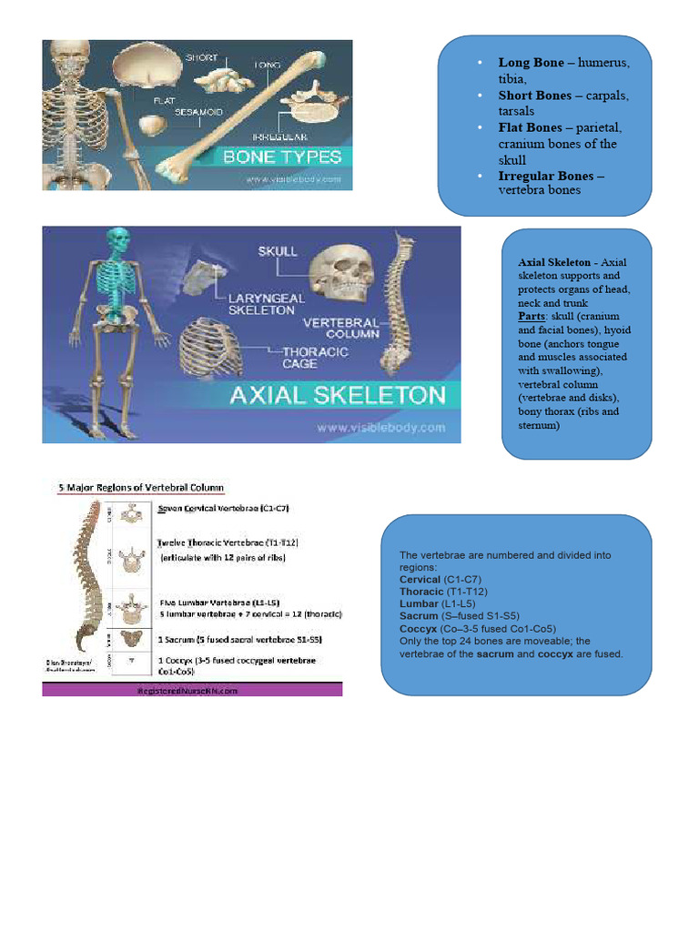 Skeleta System | PDF
