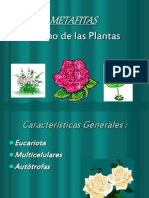 Características del Reino Vegetal