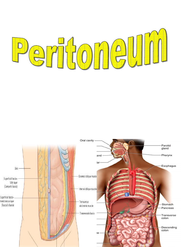 Abdominal Cavity1 1 | PDF | Peritoneum | Liver