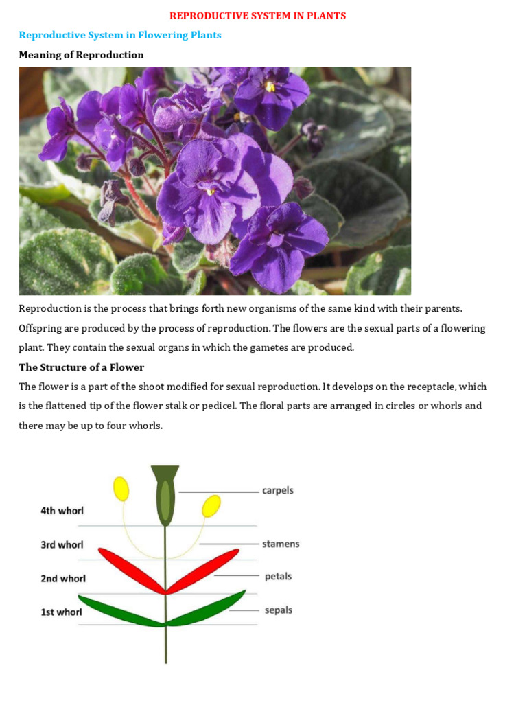 2.3.8 Reproductive System in Plants | PDF | Petal | Flowers