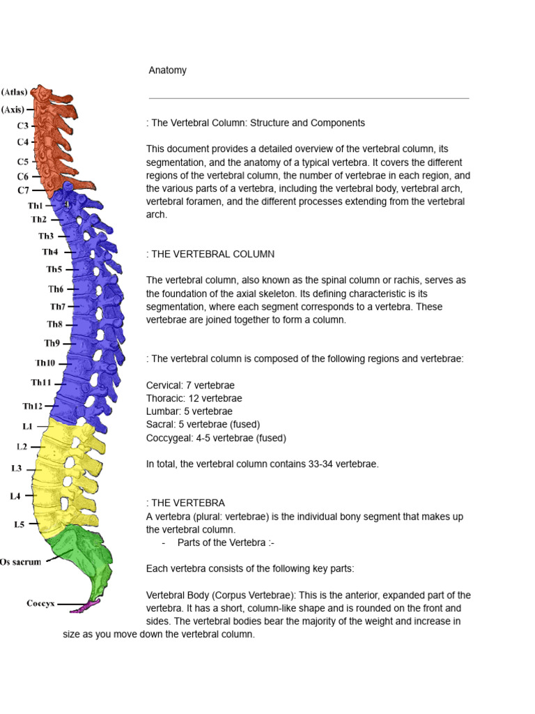 Anatomy (1) | PDF | Vertebra | Human Anatomy
