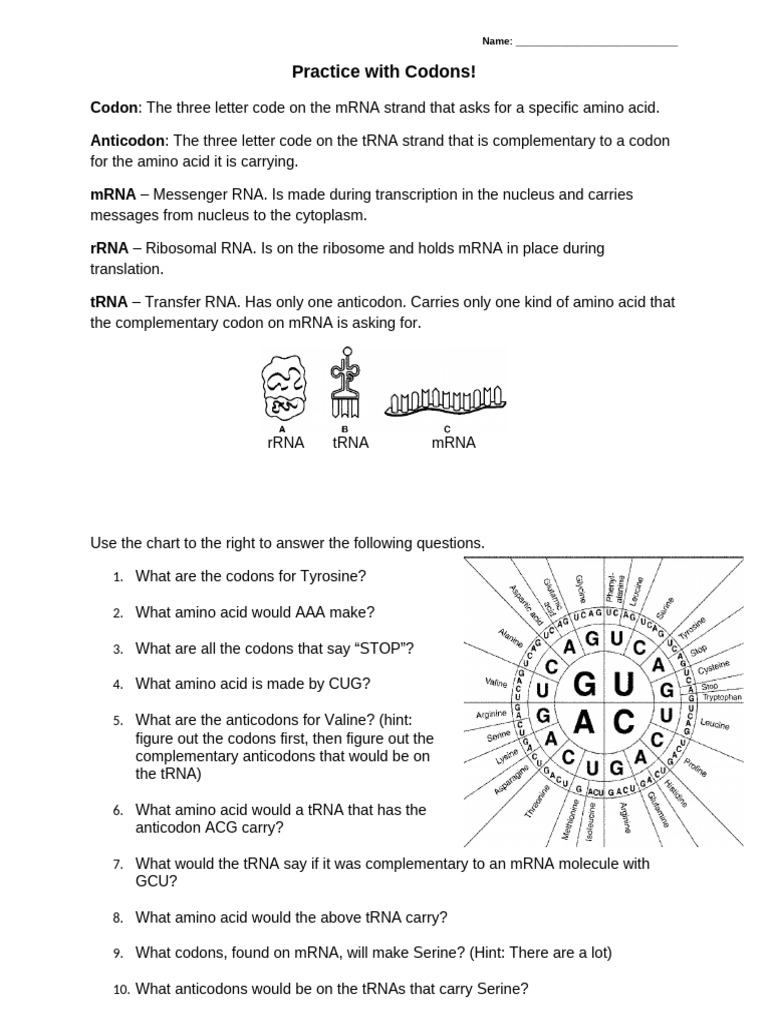 CodonWorksheet-1 (1) | PDF