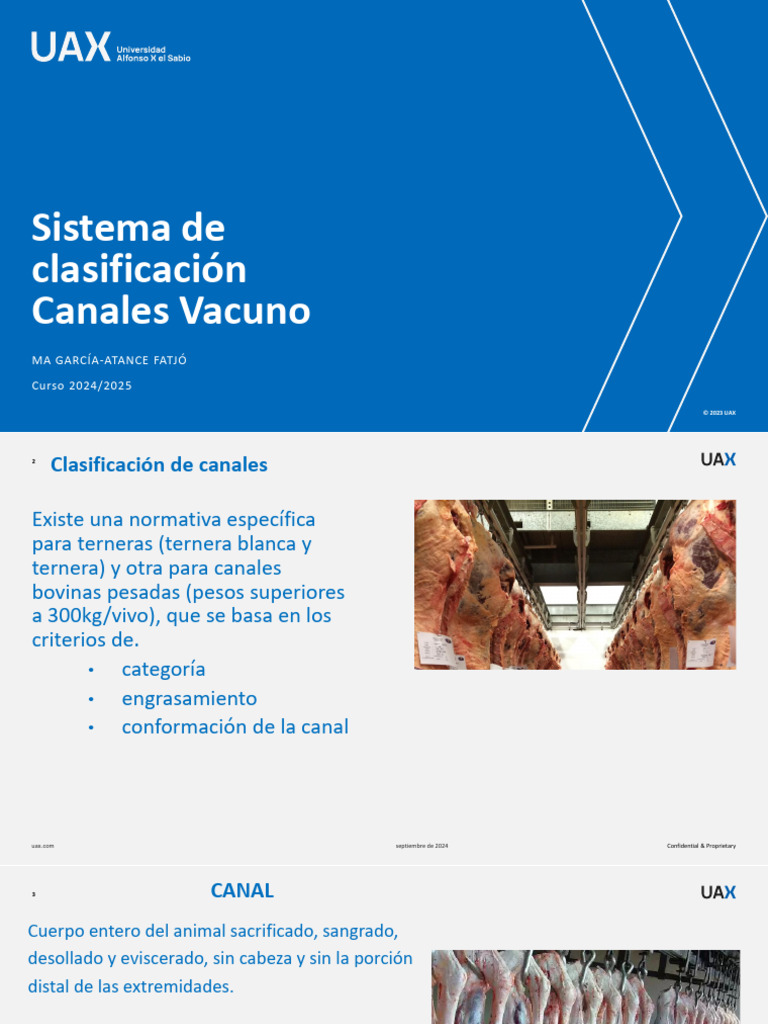 sistemas-clasificaci-n-canales-vacuno-carne-pdf-vacas-pelvis