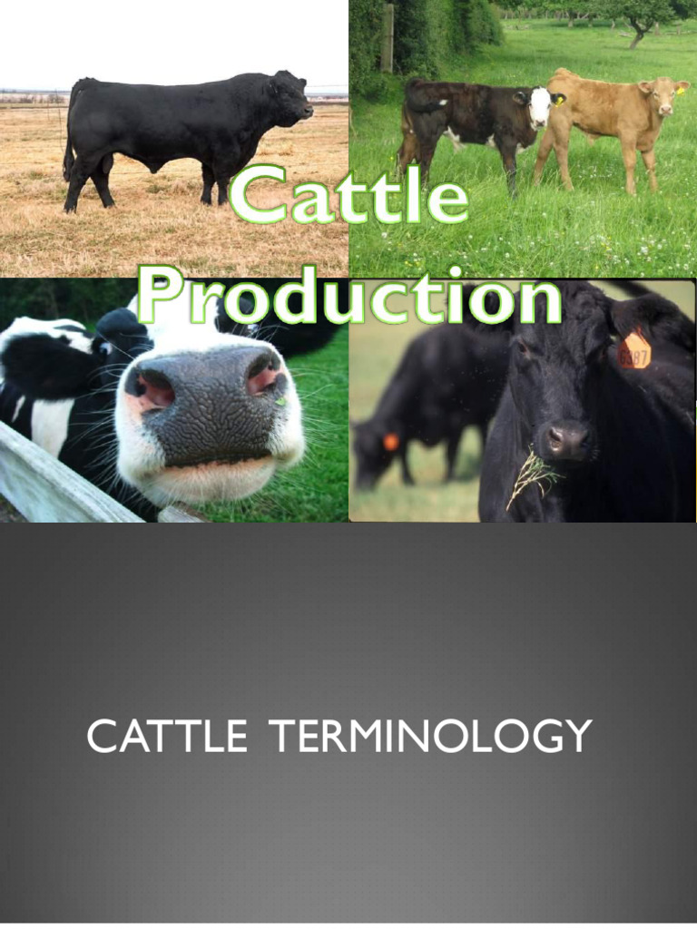cattle-production | PDF