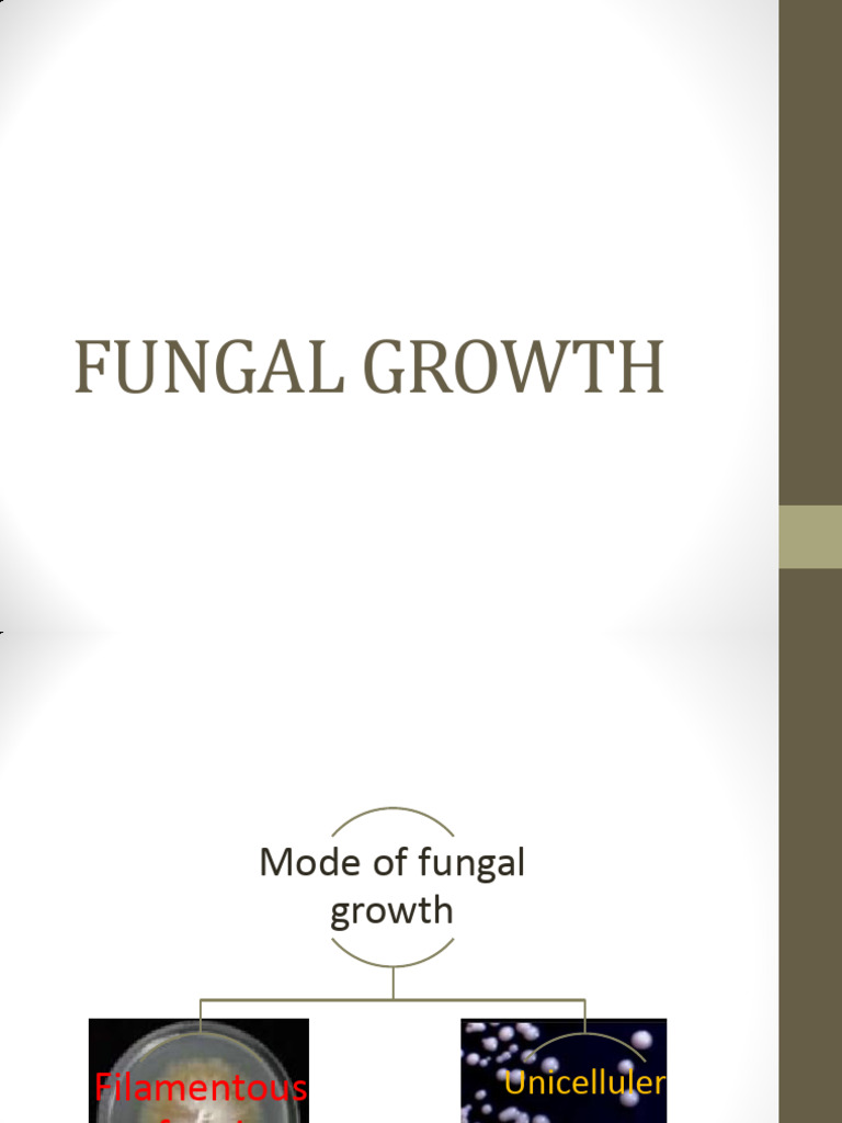 Bioteknologi Jm 3. Fungal Growth | PDF | Fungus | Spore
