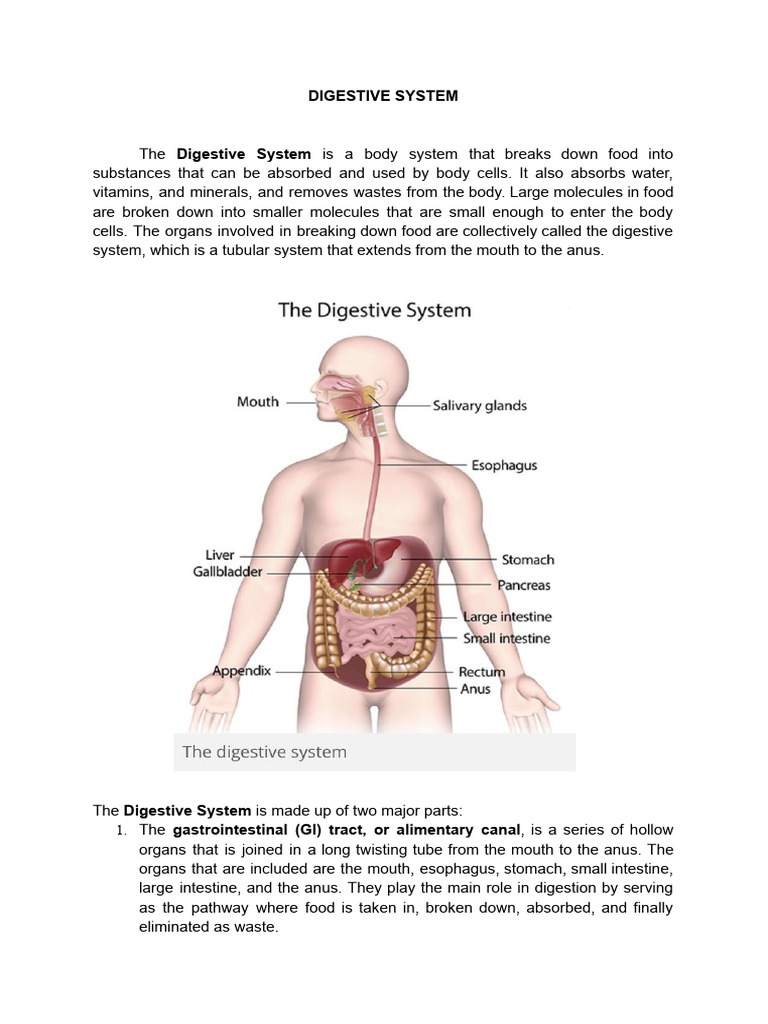 Digestive System - Narrative Report | PDF | Human Digestive System ...