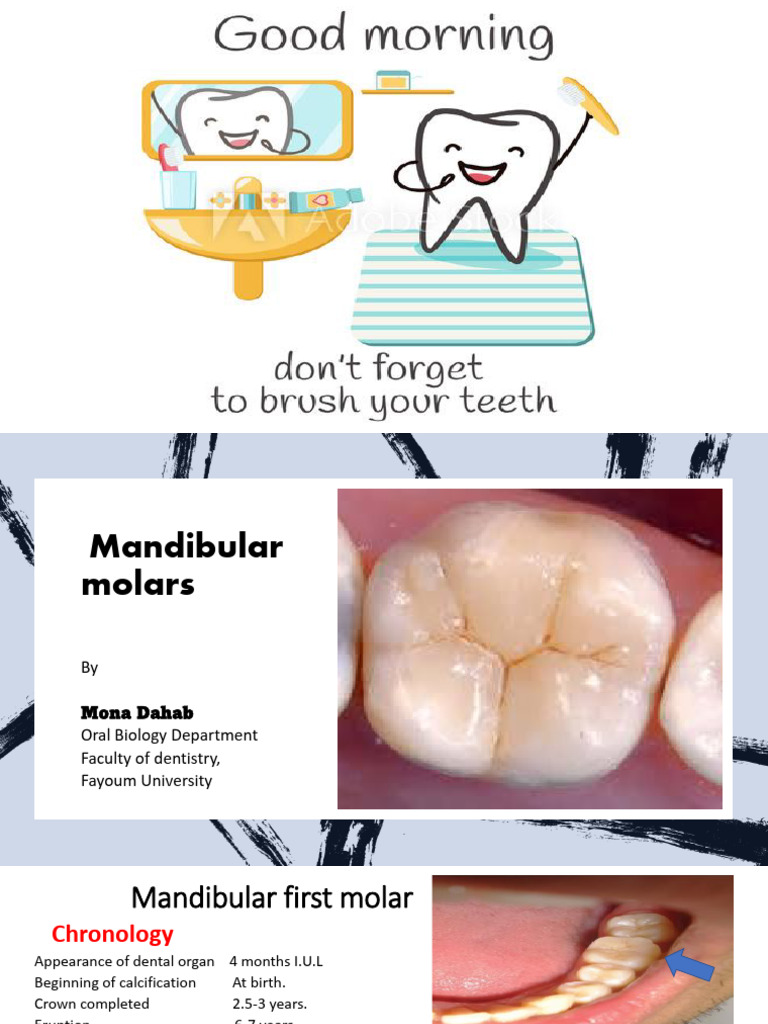 03 Mandibular Molar Lower 6,7,8 | PDF | Dental Anatomy | Dentistry Branches