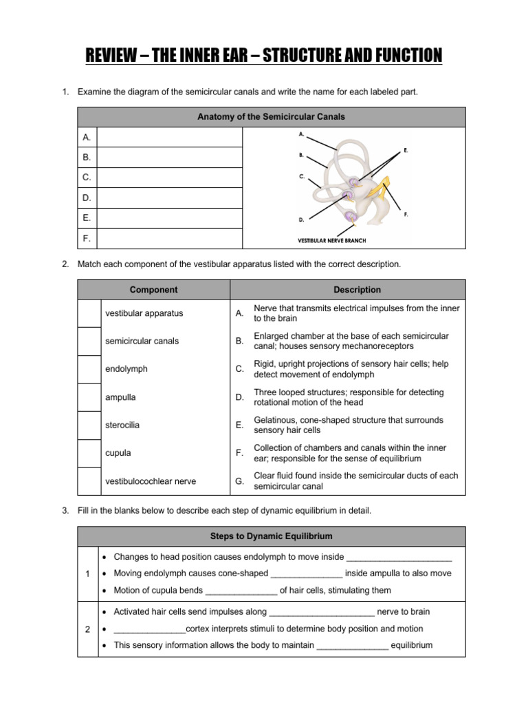 3. Worksheet- Inner Ear Structure and Function | PDF | Vestibular ...