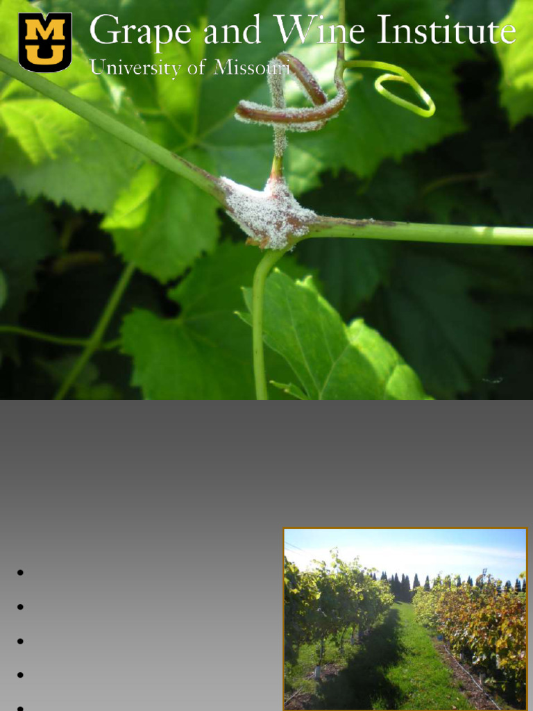 Grape Diseases and Management: Beginner Grape School March 11, 2022 ...