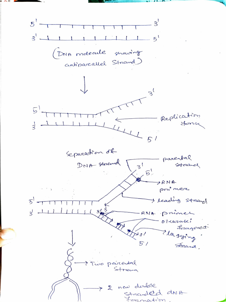 Y shaped DNA and RNA single stranded | PDF