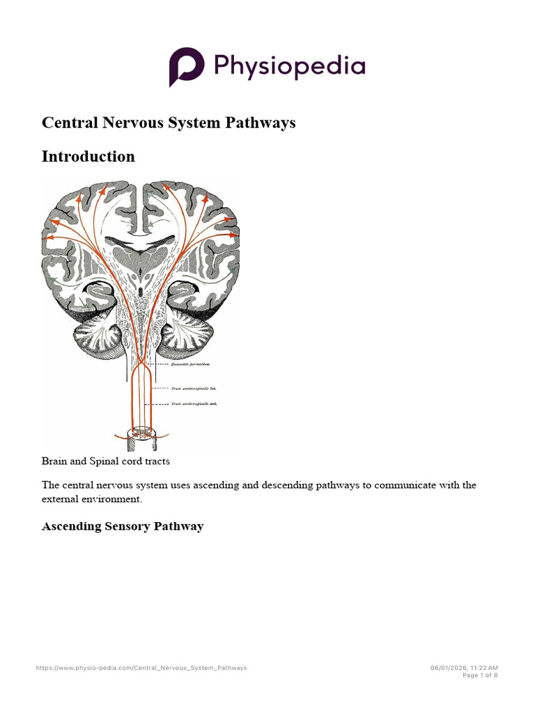 Central Nervous System Pathways - Physiopedia | PDF | Spinal Cord ...