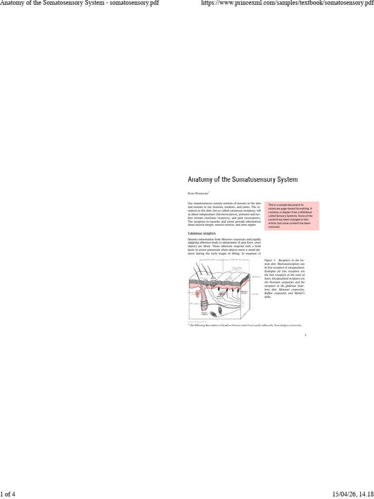 Anatomy of the Somatosensory System - Somatosensory | PDF ...