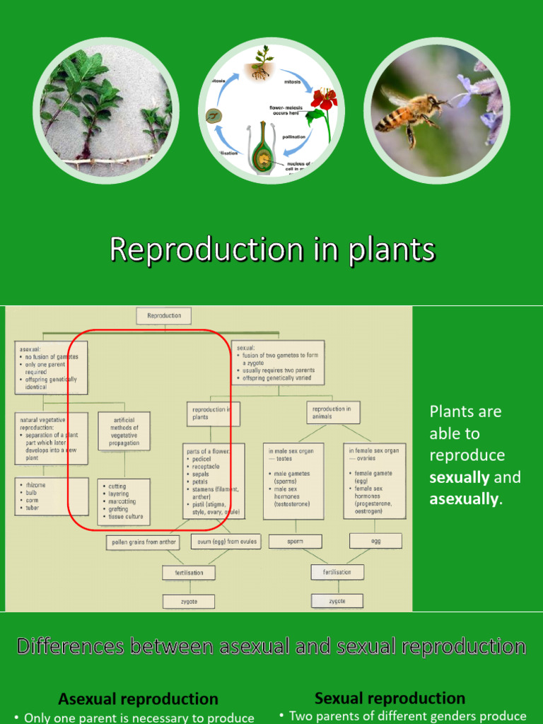 Lesson 1 - Reproduction in Plants | PDF | Reproduction | Biological ...