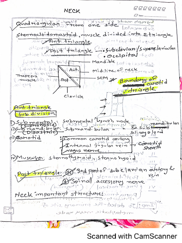 Neck (Jamil) | PDF