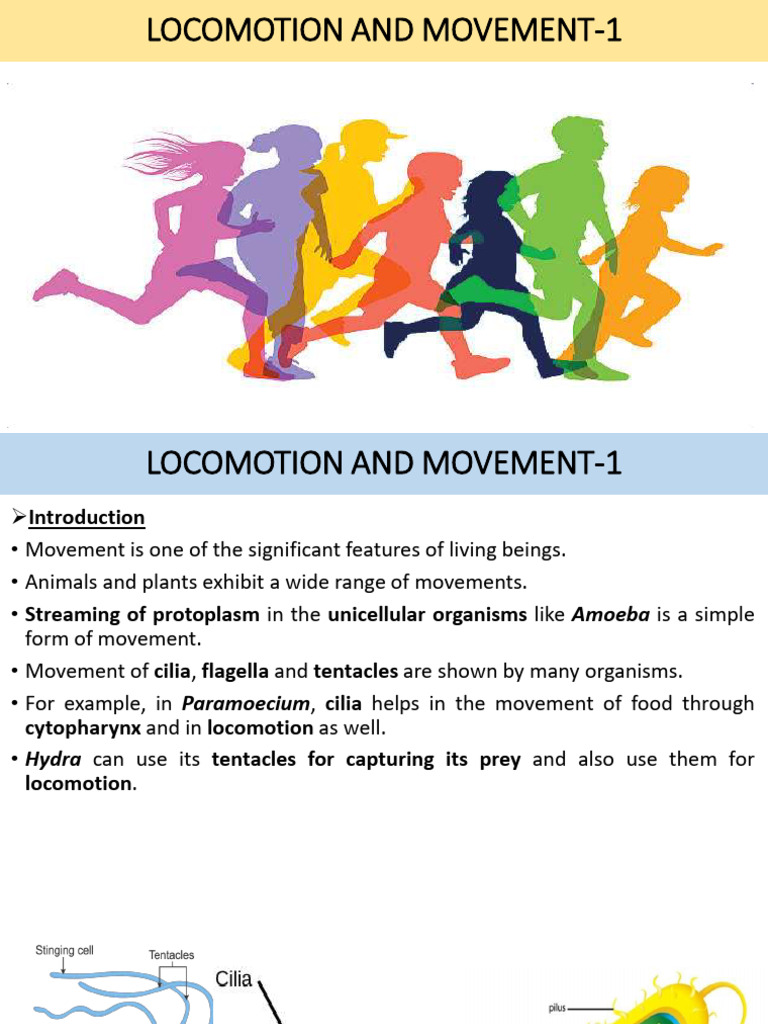 Locomotion and Movement-1 | PDF | Muscle | Actin