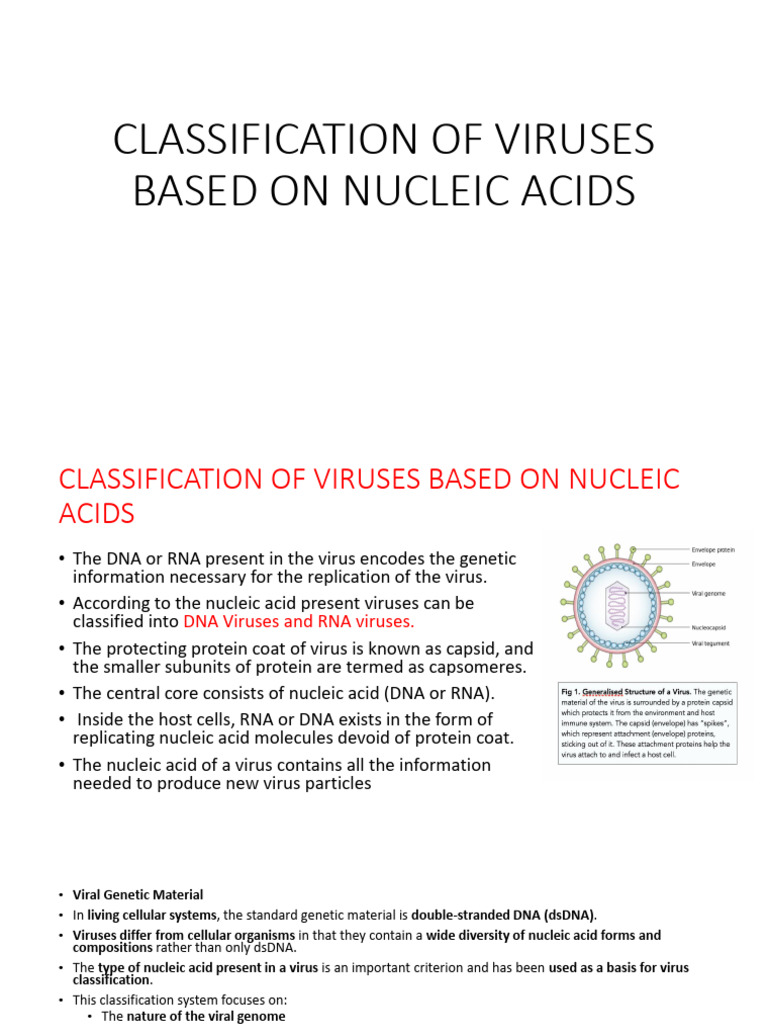 Classification of Virus | PDF | Sense (Molecular Biology) | Rna