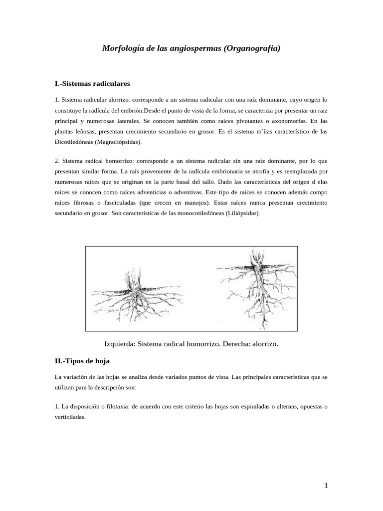Guia 1 Morfologia de Las Angiospermas | PDF | Flores | Raíz