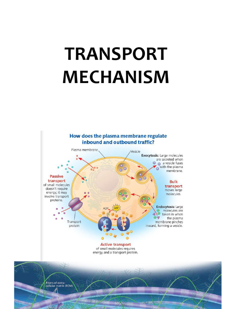 Lesson 7 Transport Mechanism | PDF | Cell Membrane | Cell Biology