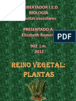 Reino Plantae-Plantas Vasculares