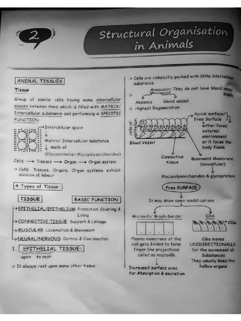 structural organisation in animals notes | PDF