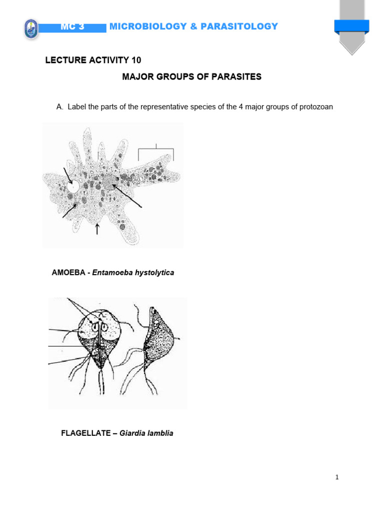 [Template] Micro Para ACTIVITY 10 | PDF