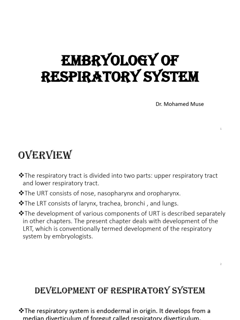 Respiratory System | PDF | Larynx | Lung