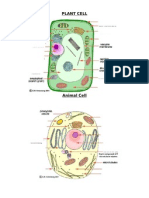 Plant and Animal Cells