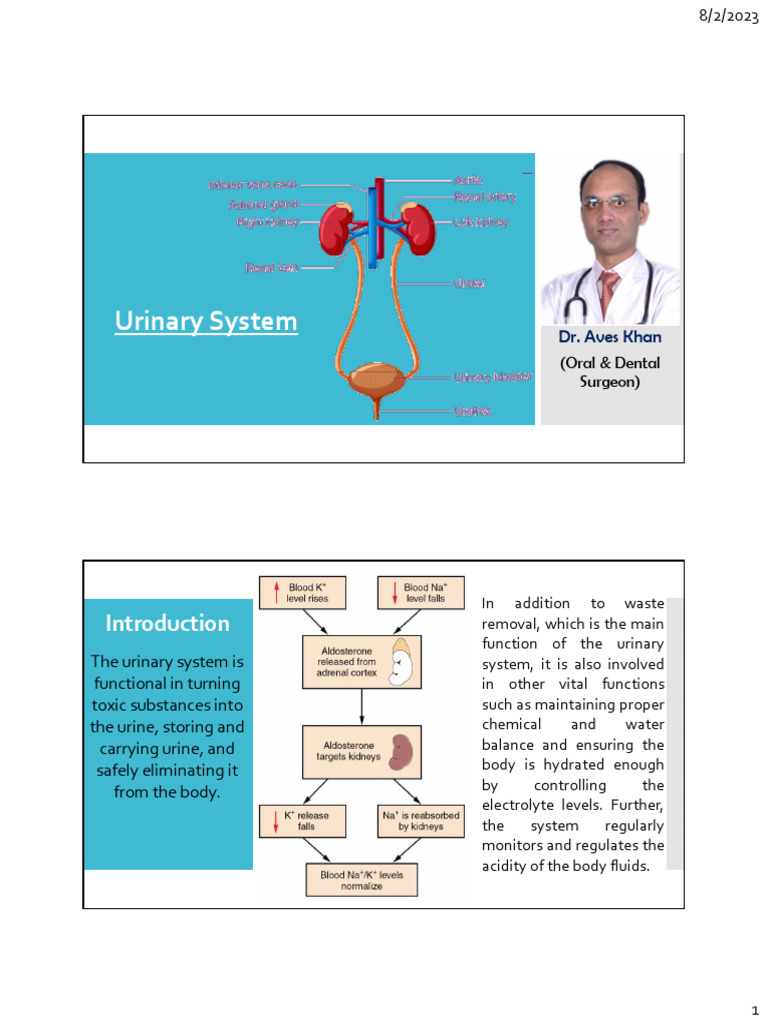 Urinary System | PDF | Kidney | Urination