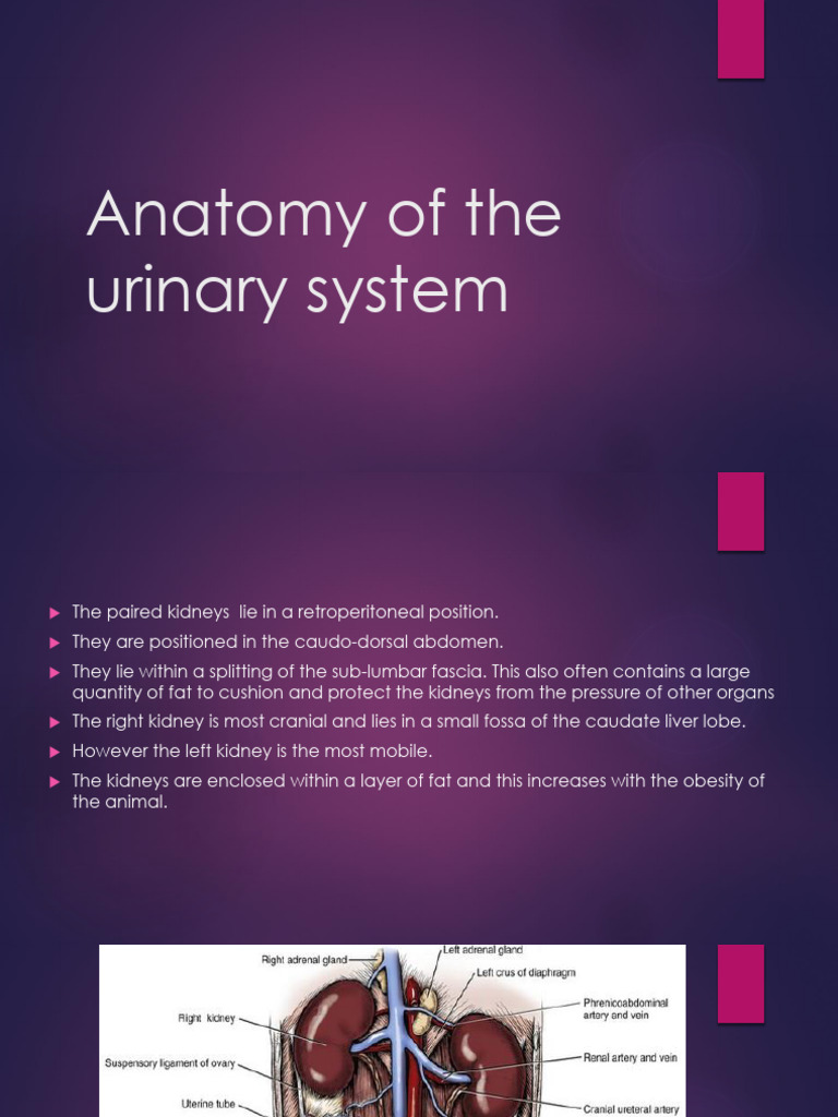 Lect 4 Anatomy of the Urinary System (1) | PDF | Kidney | Abdomen
