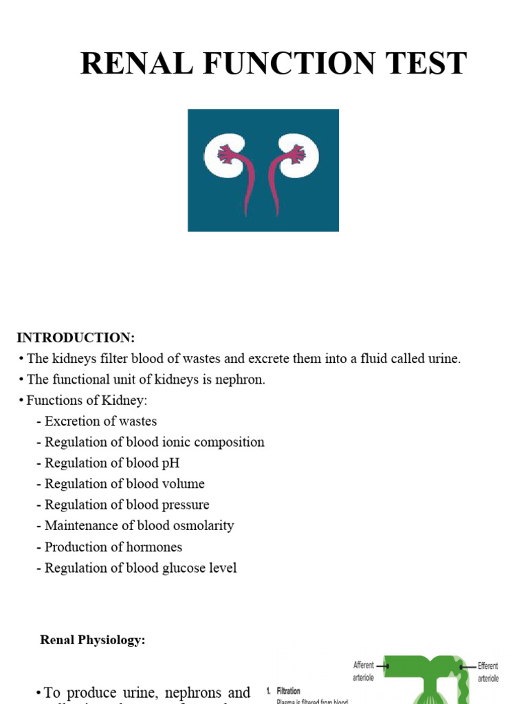 Renal Function Test | PDF | Creatinine | Kidney