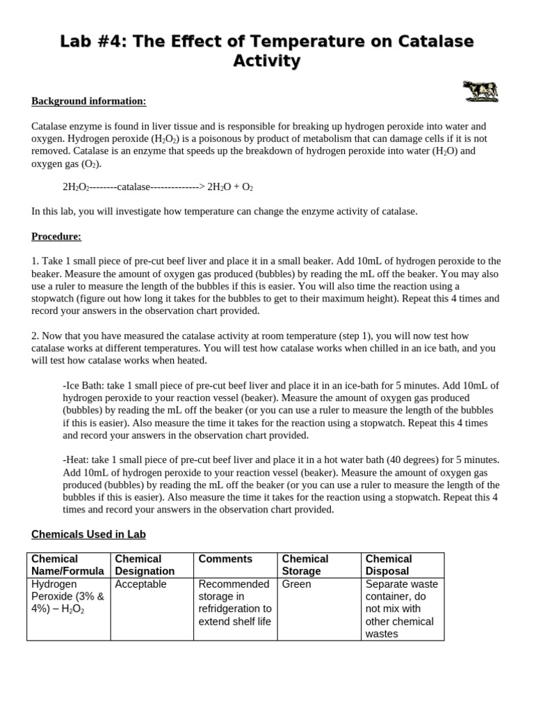Catalase Enzyme Lab SBI3C | PDF | Catalase | Hydrogen Peroxide