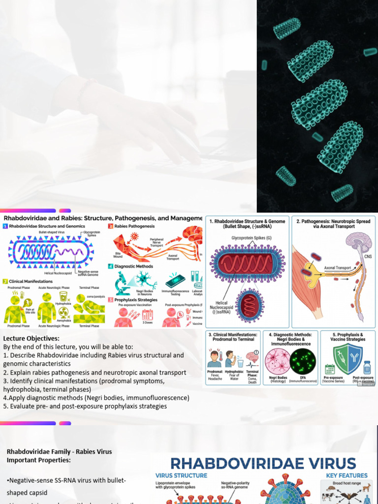 10) Rhabdoviruses (Rabies Virus) | PDF | Rabies | Virus