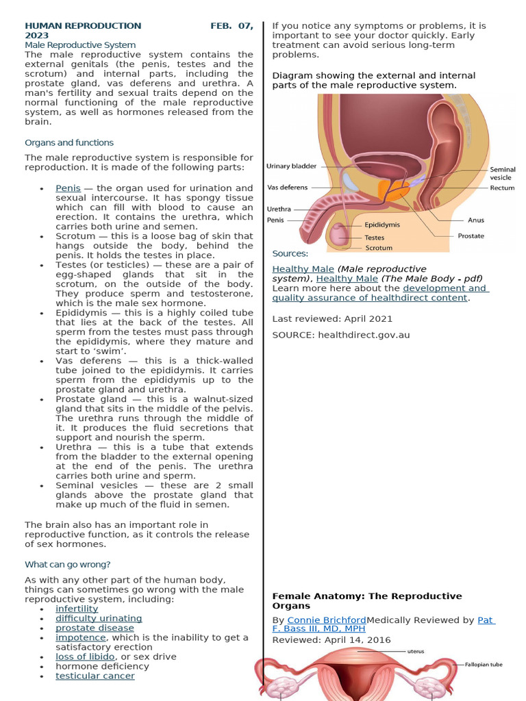 Human-Reproductive-Anatomy | PDF | Sexually Transmitted Infection ...