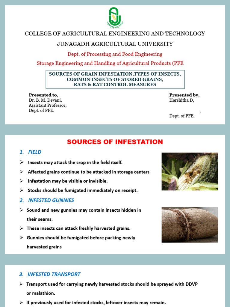 Insects of Stored Grains | PDF | Cereals