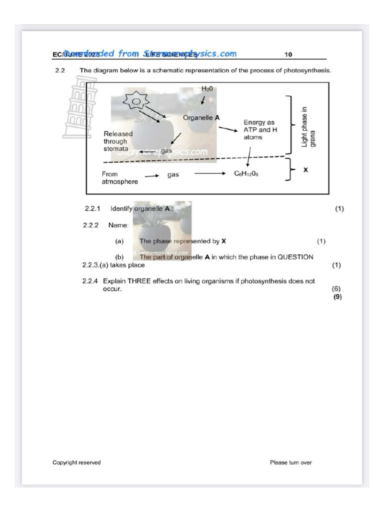 Photosynthesis- Classworkhomework | PDF