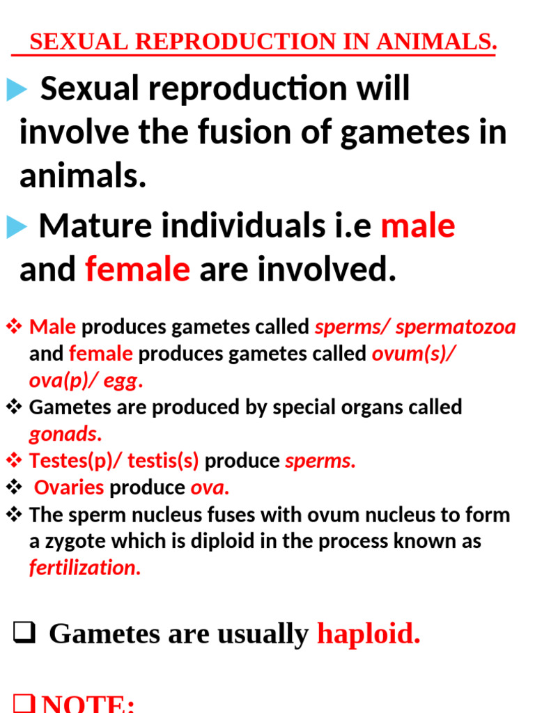 Sexual Reproduction in Animals | PDF | Menstrual Cycle | Fertilisation