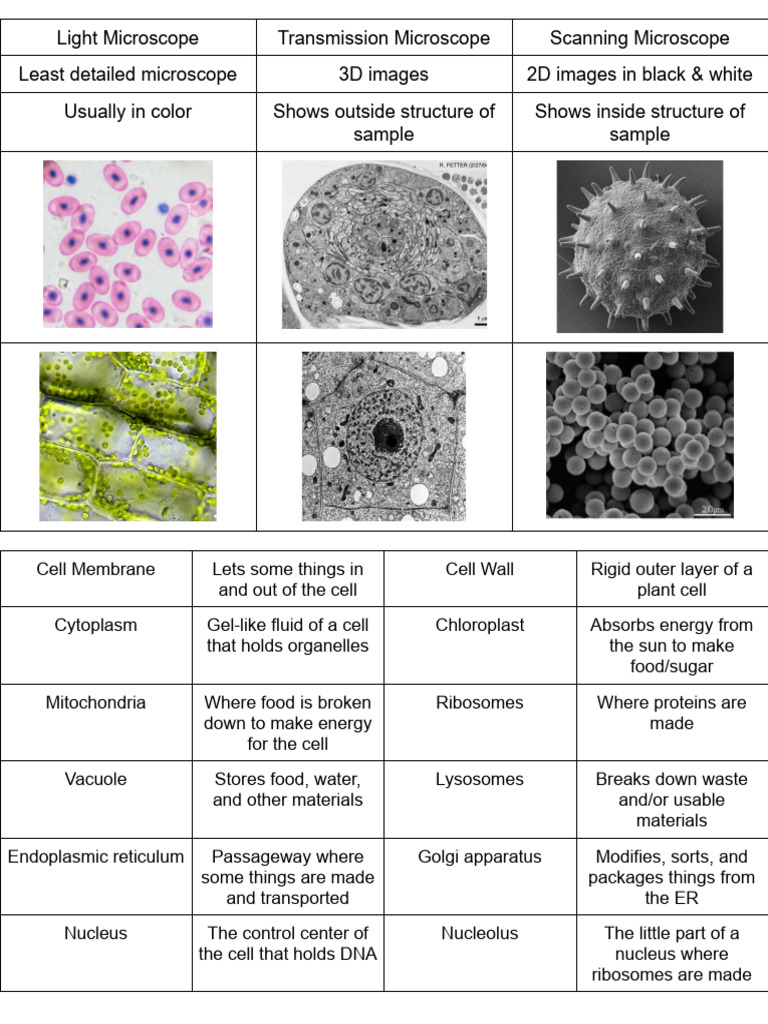 Cell Review Stations - Google Docs | PDF