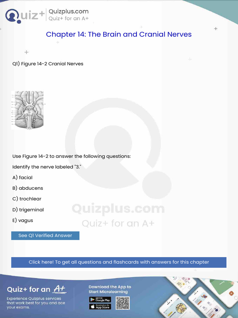 Identify the Nerve Labeled 3 | PDF | Anatomy | Human Anatomy
