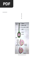 Seed Formation and Dispersal Methods | PDF | Fertilisation | Flowers
