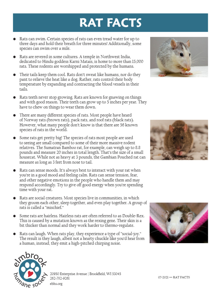 Rat-Facts | PDF