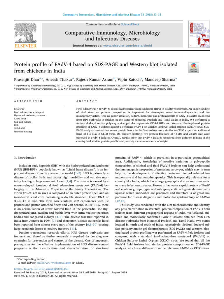 Protein Profile of FAdV 4 Basd on SDS PAGE and Western Blot Isolated ...