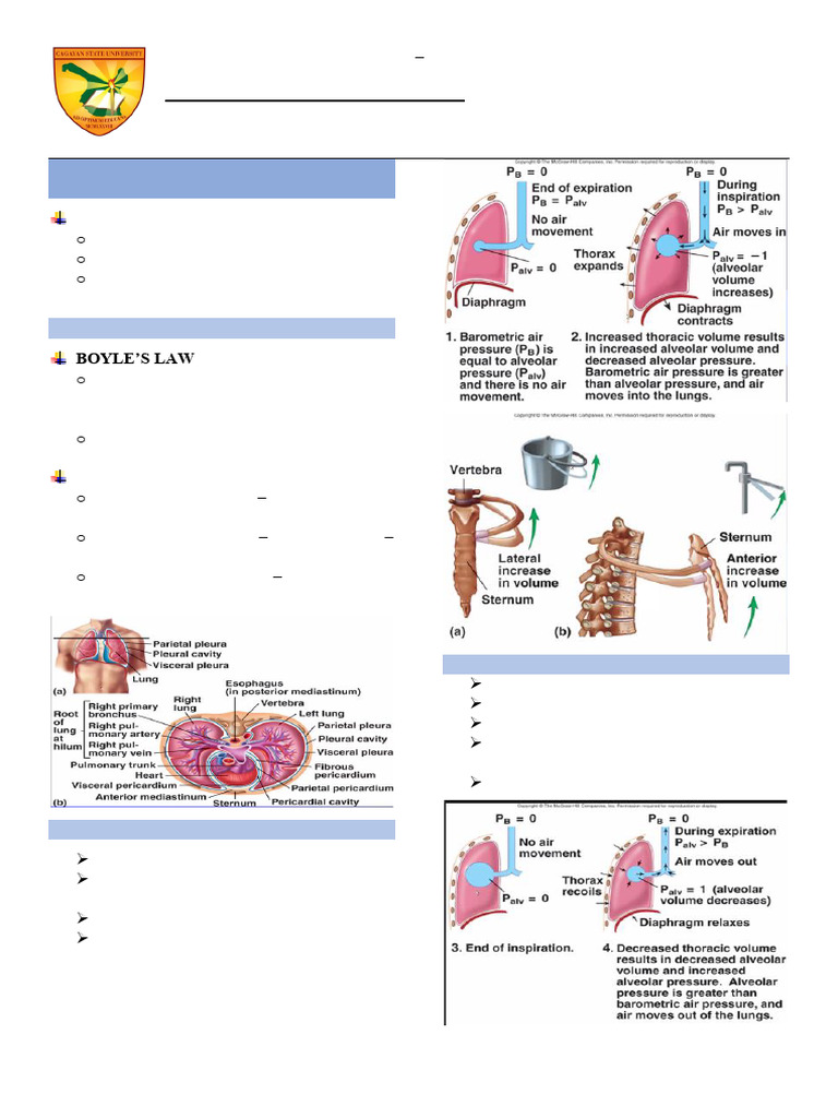 02 Physiology of the Respiratory System | PDF | Respiratory System ...