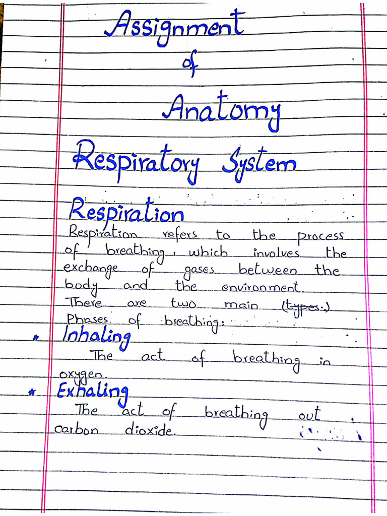 Anatomy of Respiratory System Assignment | PDF