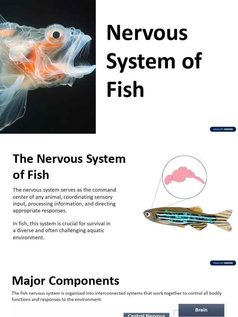 Copy of 7_Nervous System of Fish | PDF | Central Nervous System ...