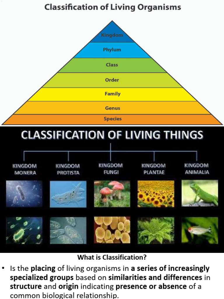 Clssification of Living Things | PDF | Mollusca | Plants
