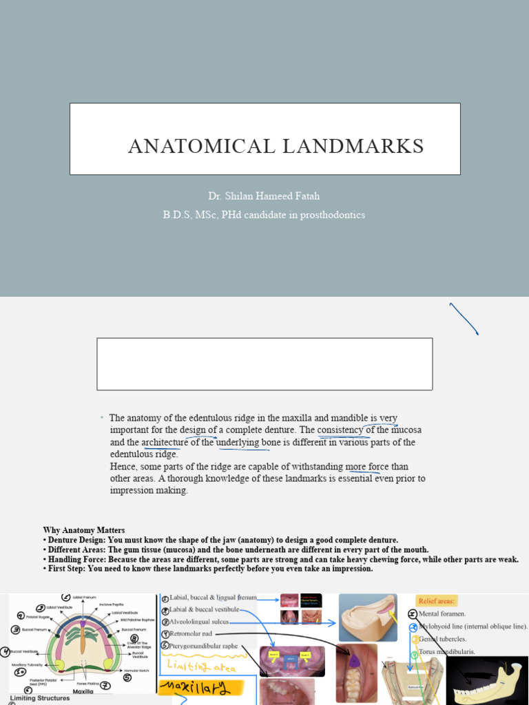 3 Anatomical Landmarks | PDF | Dentures | Dental Anatomy